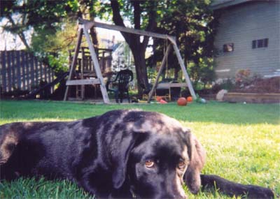 dog